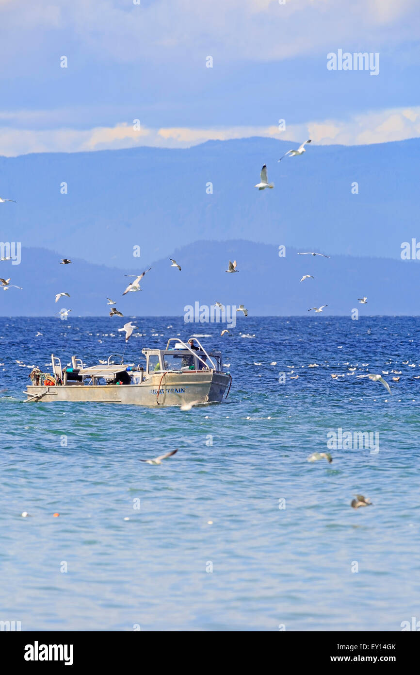 La pêche commerciale du hareng fraye près de Nanaimo, île de Vancouver, Colombie-Britannique Banque D'Images