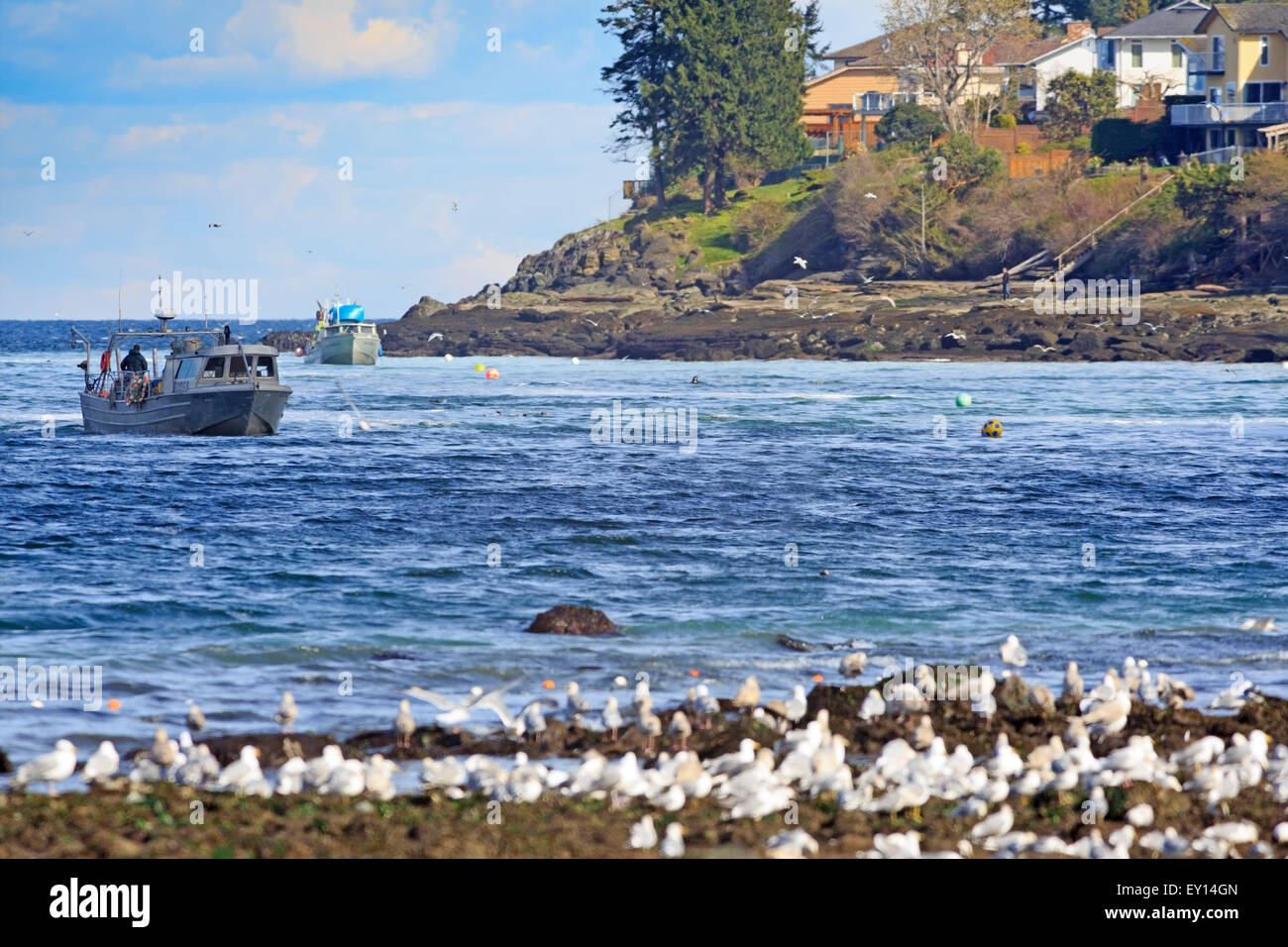 La pêche commerciale du hareng fraye près de Nanaimo, île de Vancouver, Colombie-Britannique Banque D'Images