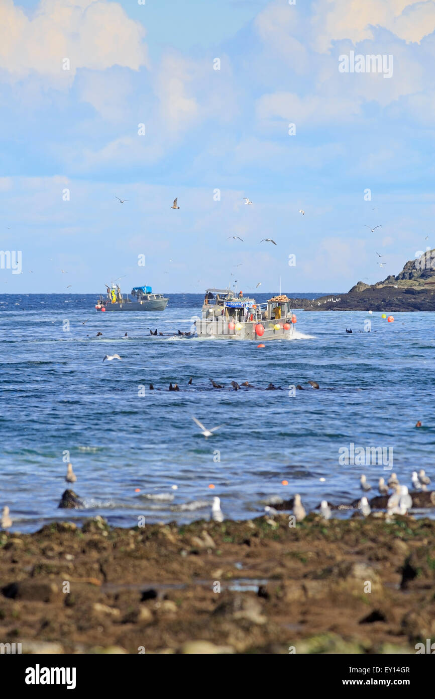 La pêche commerciale du hareng fraye près de Nanaimo, île de Vancouver, Colombie-Britannique Banque D'Images
