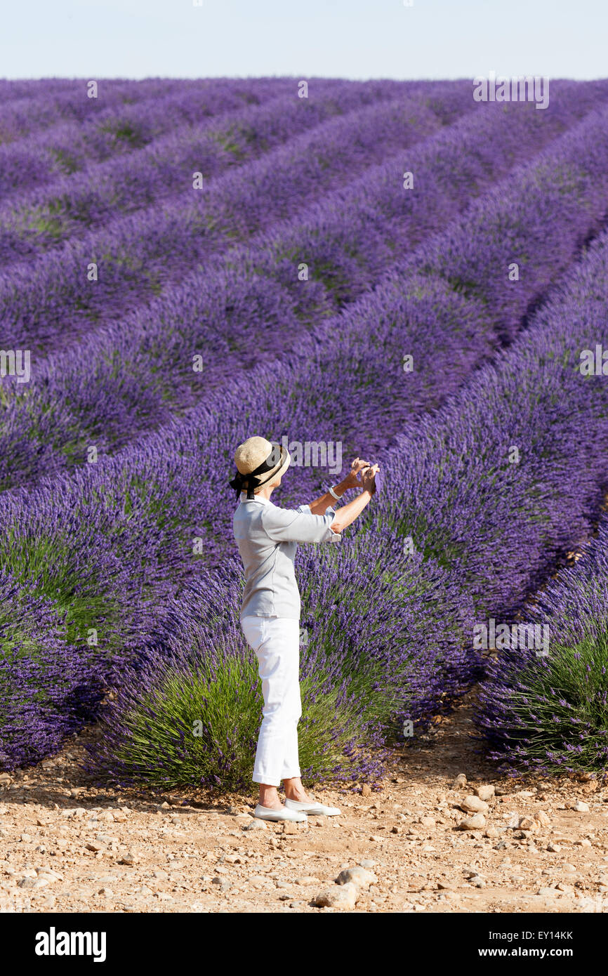 Une dame'immortalisant une vue exceptionnelle : la pleine floraison juin d'un champ de lavande hybride, dans la Provence (France). Banque D'Images