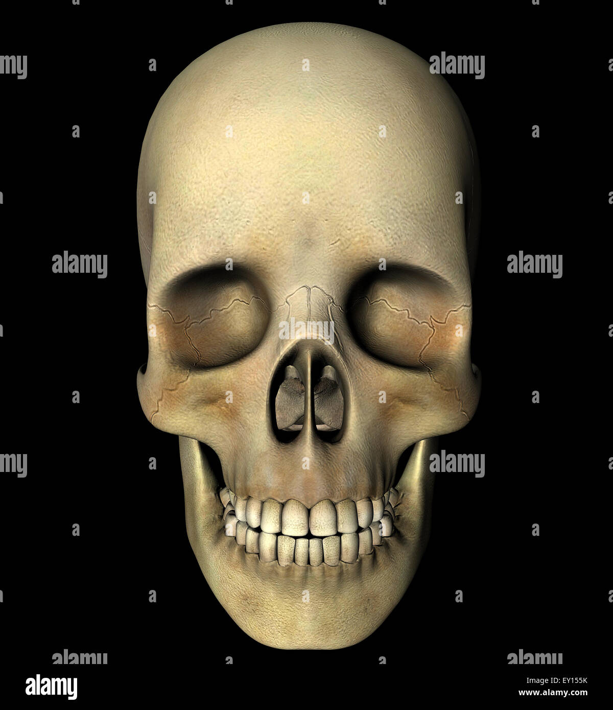 Crâne humain 3D, Vue de face. Illustration numérique, chemin de détourage inclus. Banque D'Images