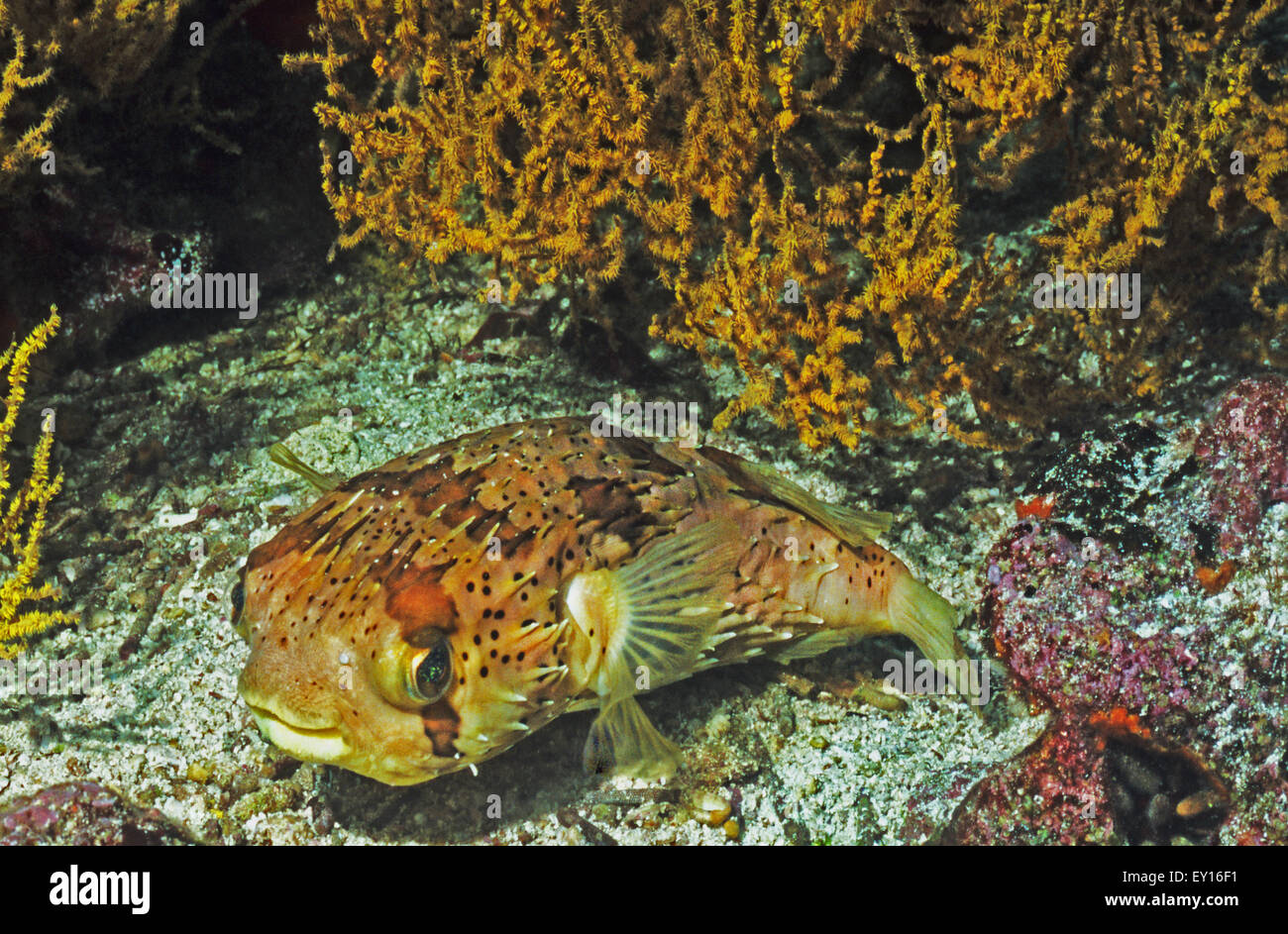 Balloonfish, aussi appelé poisson-globe et épineuse. poisson porc-épic Roca Redonda. Galapagos. L'Équateur. Monde sous-marin de la vie marine. Banque D'Images