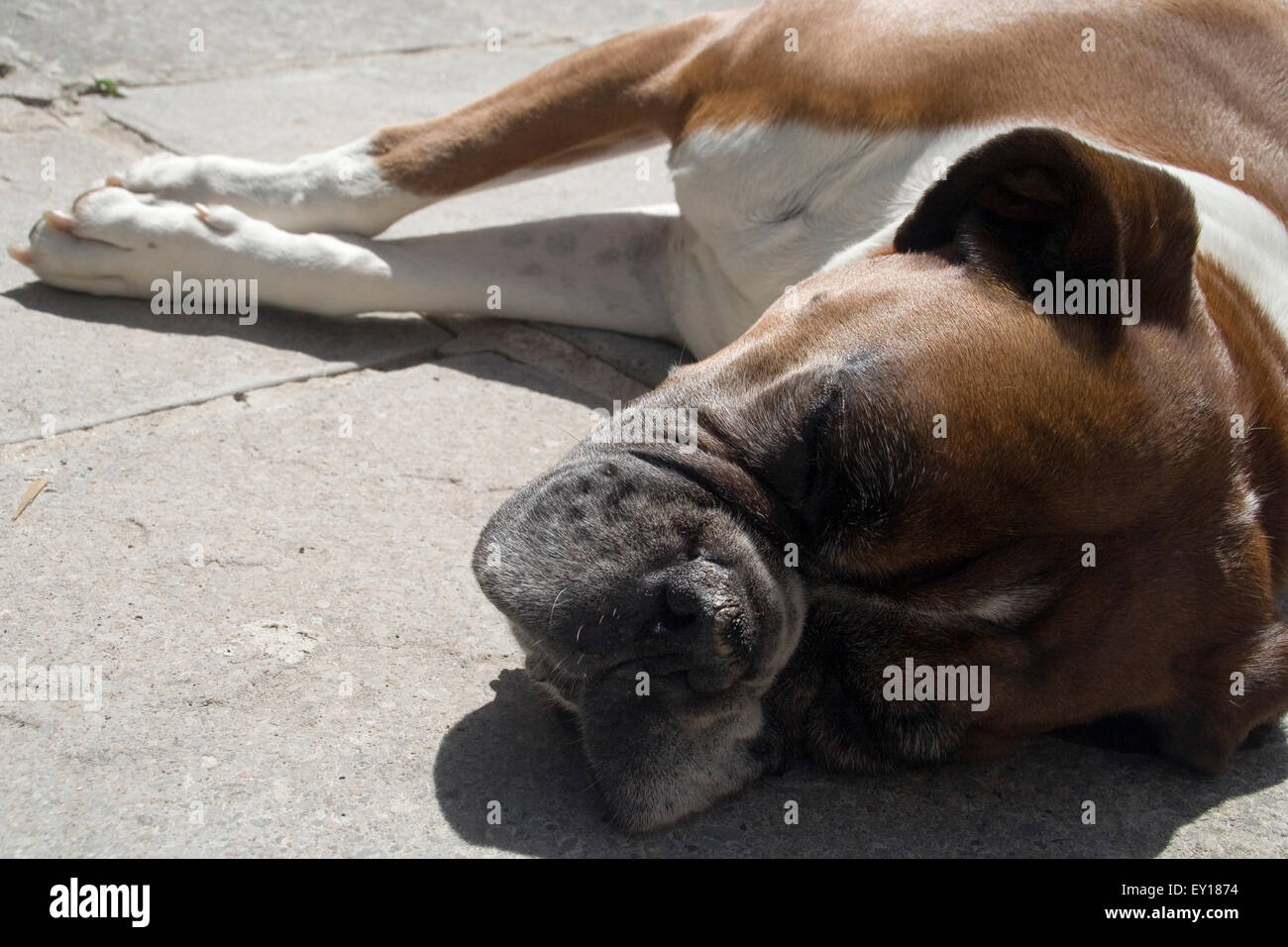 Sleeping Dog profiter du soleil Banque D'Images