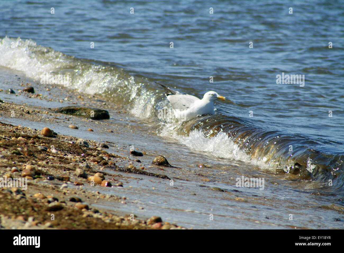 Goéland argenté Larus argentatus Goéland la pêche sur Gardiners Bay Long Island New York Banque D'Images