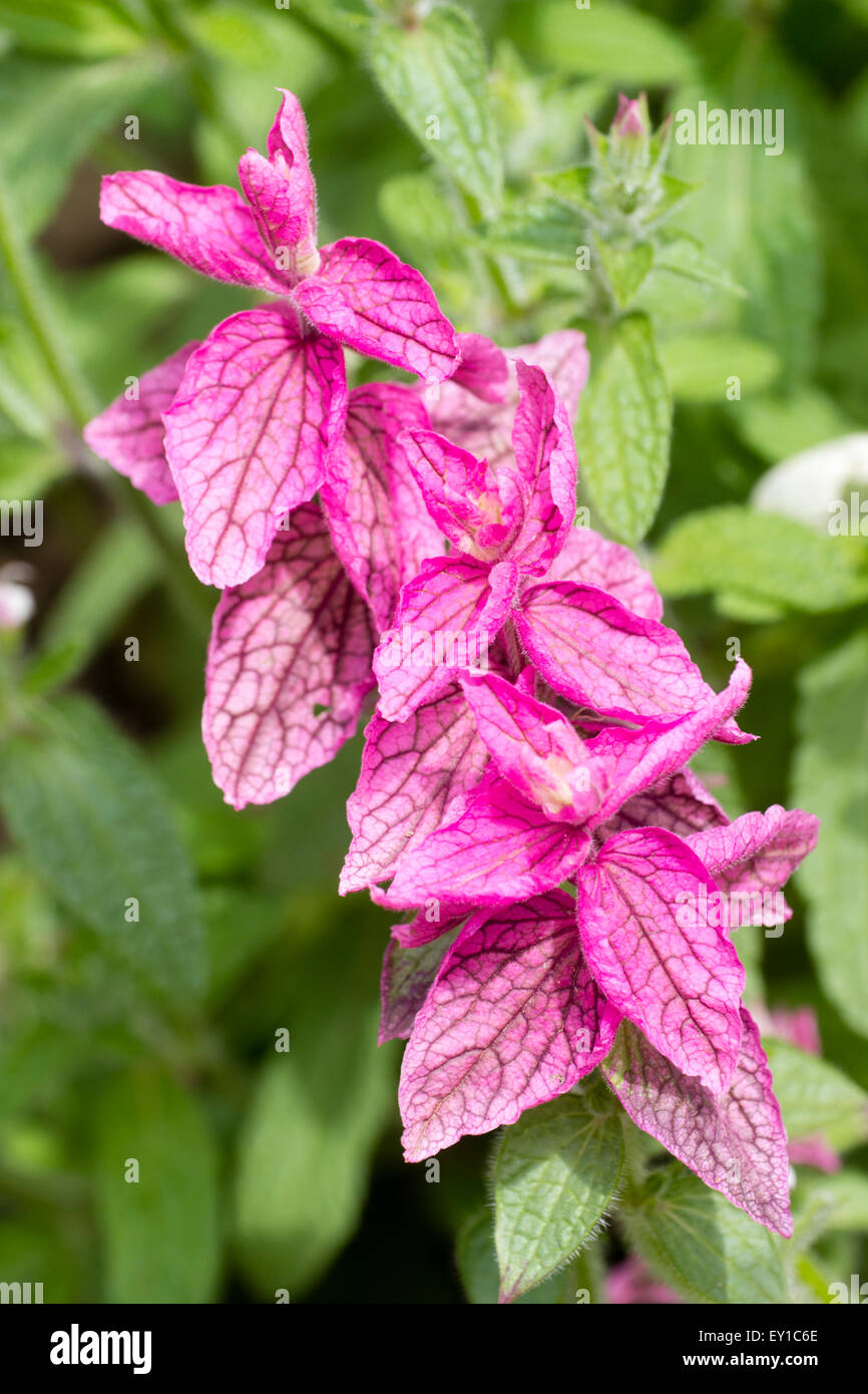 Bractées rose rose de la sauge sclarée, Salvia viridis 'Marble Arch' Banque D'Images