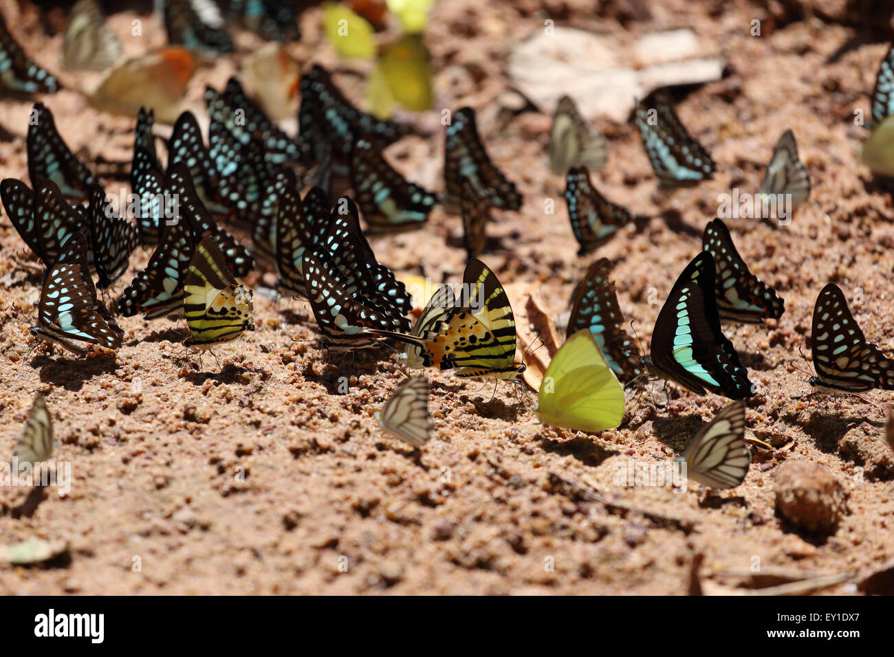 Groupe de papillon sur le terrain (Common Jay, Graphium antiphates itamputi (Butler), petite herbe jaune, rayé) Albatros Banque D'Images