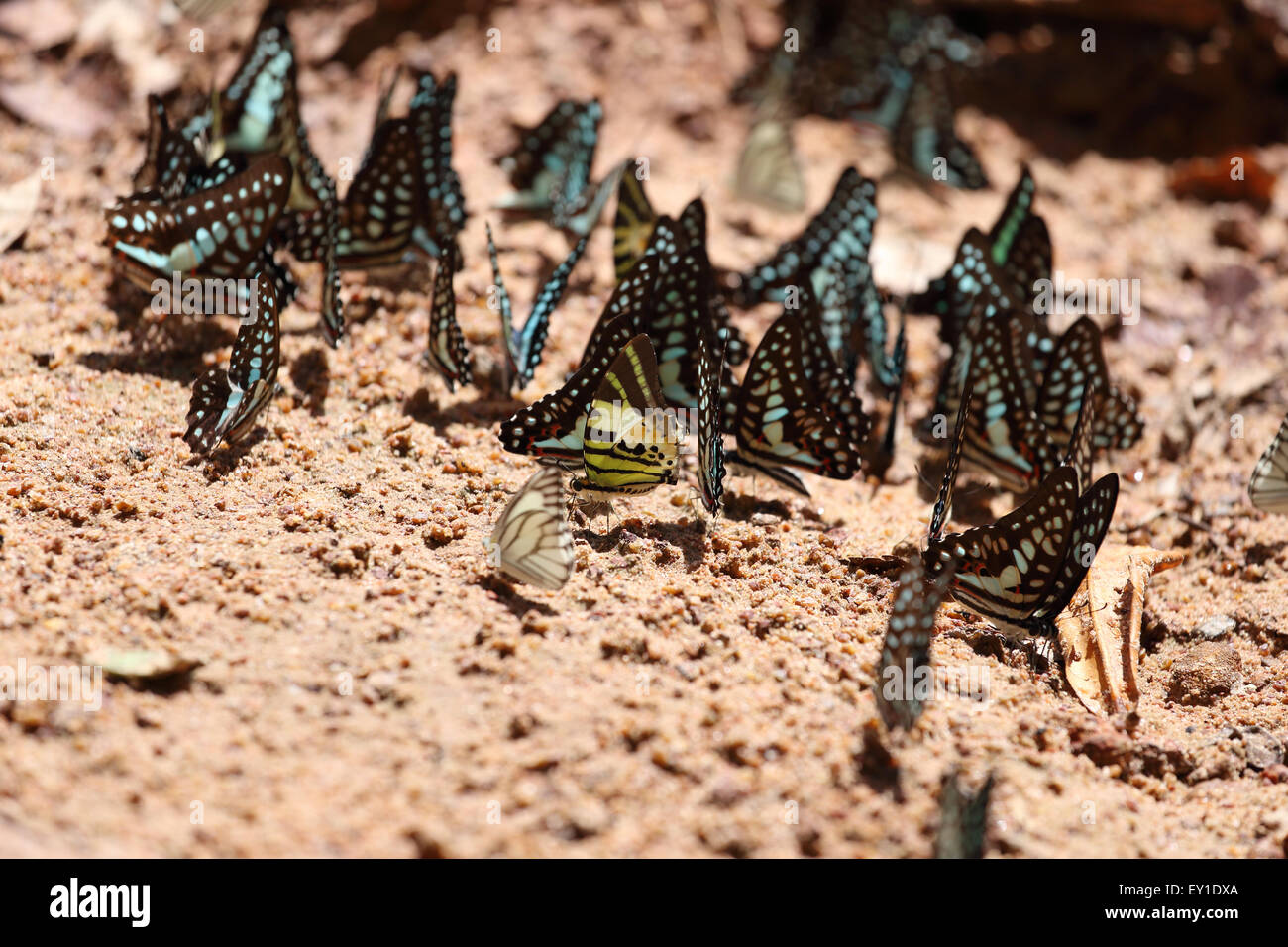 Groupe de papillon sur le terrain (Common Jay, Graphium antiphates itamputi (Butler), petite herbe jaune, rayé) Albatros Banque D'Images