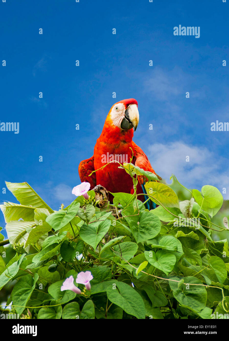 Green-Winged Macaw sitting on a bush Banque D'Images