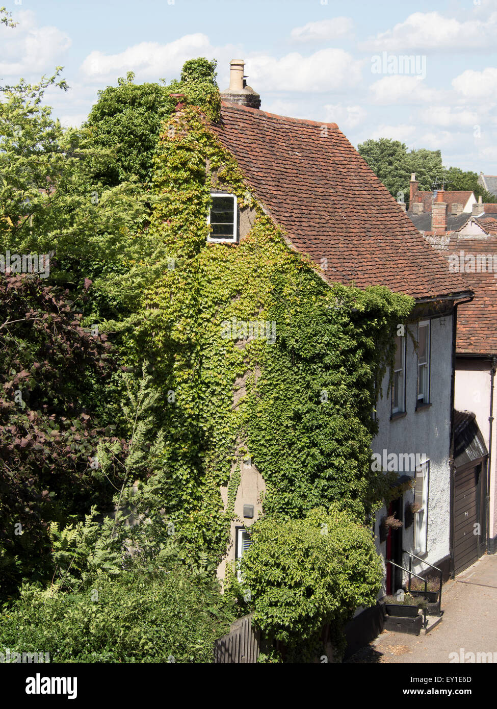 Un couvert de lierre mur extérieur d'une vieille maison anglaise. Banque D'Images