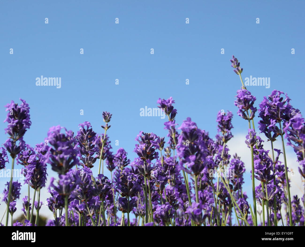 La lavande (lavendula angustifolia anglais) de plus en plus une frontière dans un jardin près de centre-ville de Sheffield, Angleterre, Royaume-Uni Banque D'Images