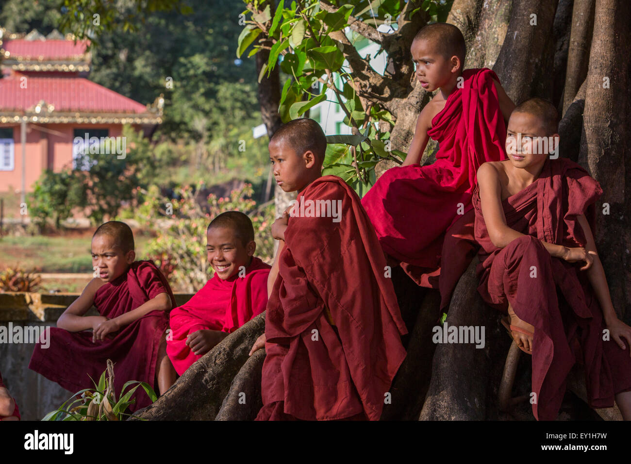 Les moines novices à bayan tree à Wet Wun monastère, Mandalay, Myanmar Banque D'Images