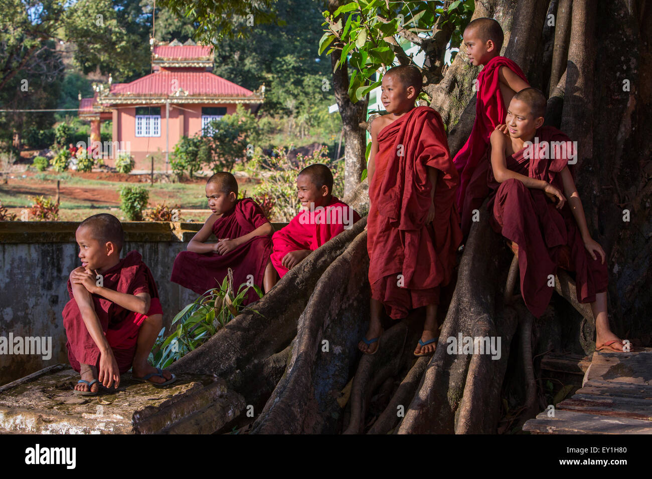 Les moines novices à bayan tree à Wet Wun monastère, Mandalay, Myanmar Banque D'Images