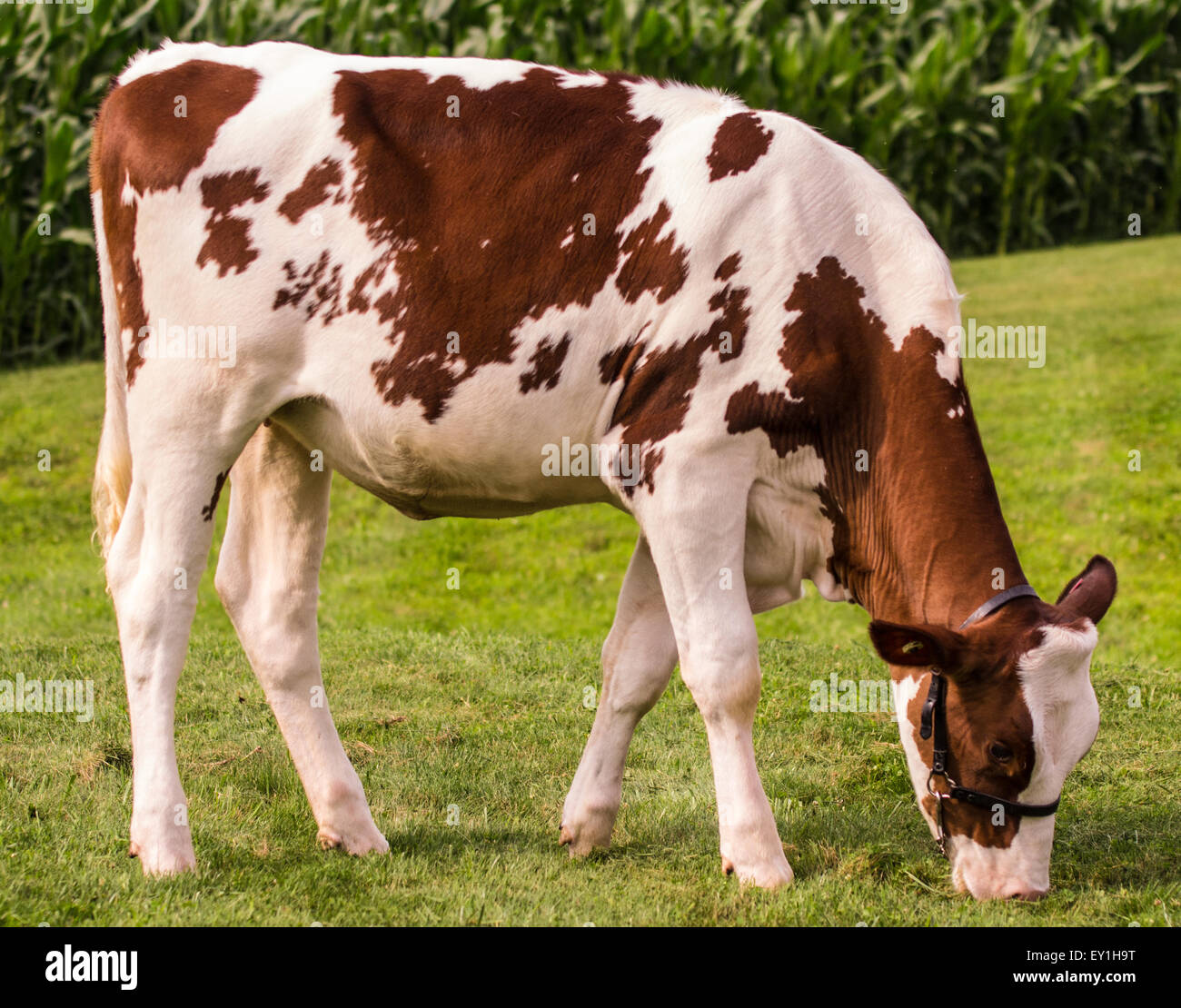 Génisse Holstein rouge et blanc posé par un agriculteur à son champ de blé. Banque D'Images