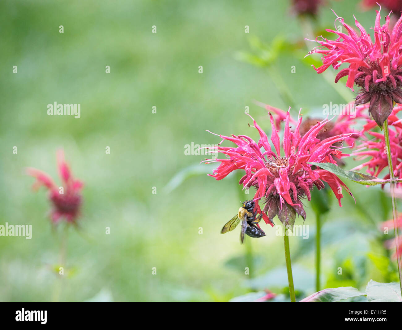 Couvert de pollen est de l'abeille charpentière Xylocopa virginica se nourrit de Monarda didyma monarde fistuleuse aka horsemint Oswego plateau Banque D'Images
