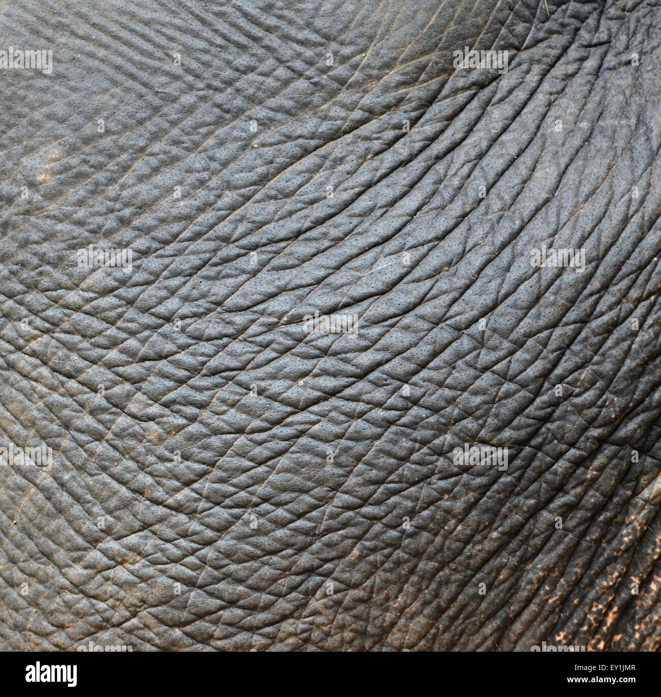 Texture de fond d'une peau d'éléphant d'Asie Banque D'Images