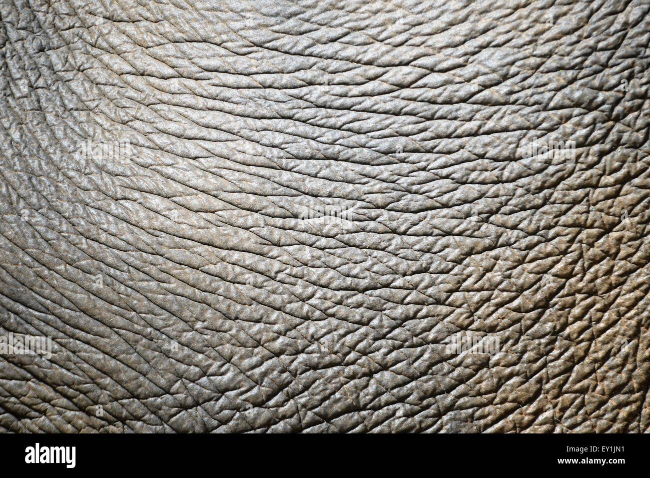 Texture de fond d'une peau d'éléphant d'Asie Banque D'Images
