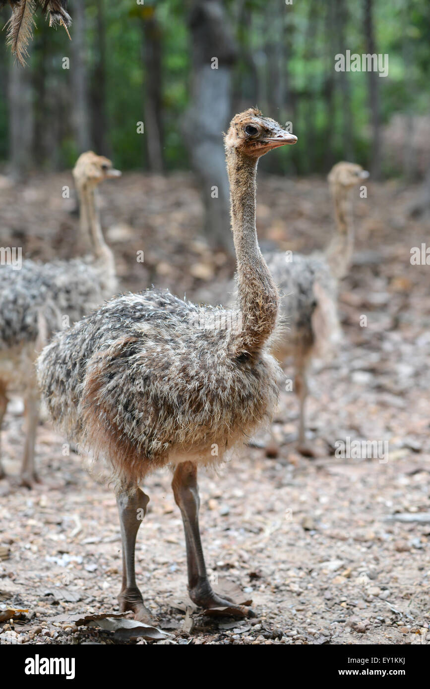 Un bébé autruche au zoo Banque D'Images