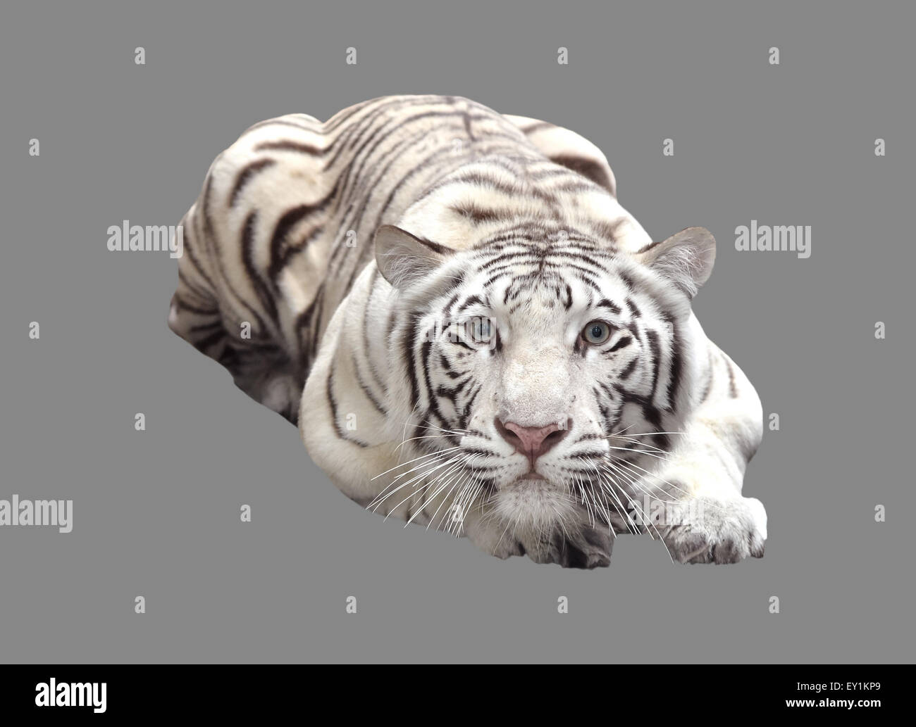 Tigre du Bengale blanc isolé sur fond gris Banque D'Images