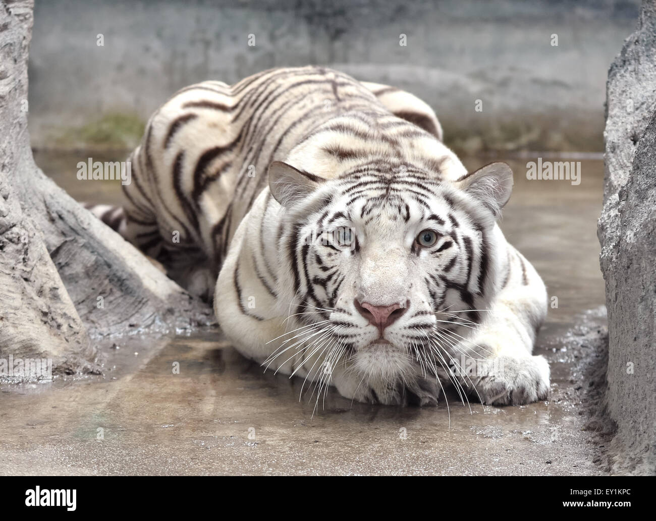Tigre du Bengale en environnement captif Banque D'Images