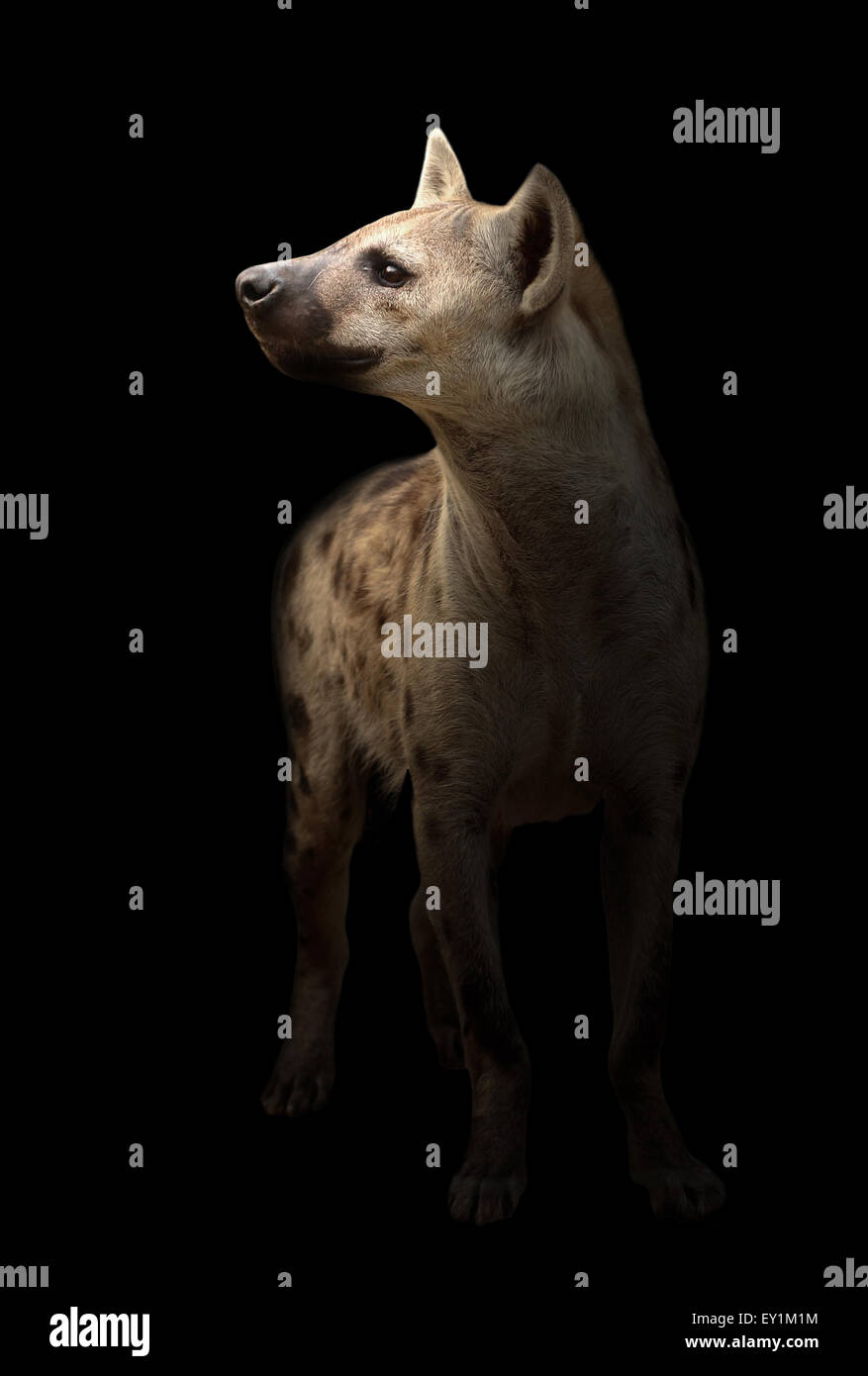 L'hyène tachetée debout dans la nuit noire Banque D'Images