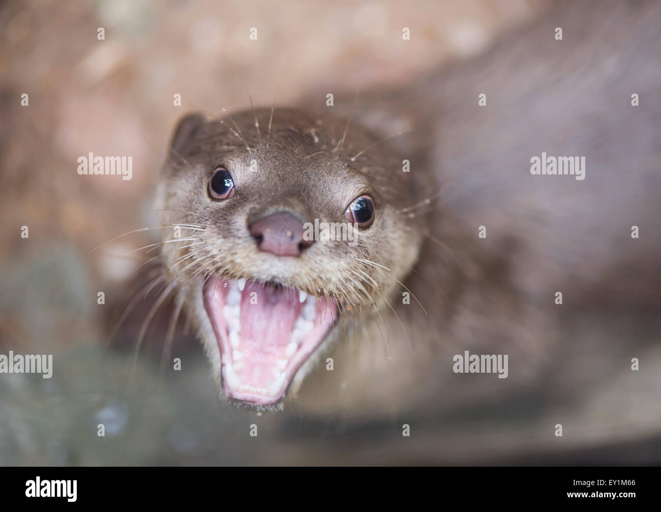 Loutre enduit lisse ( Cerdocyon perspicillata ) Banque D'Images
