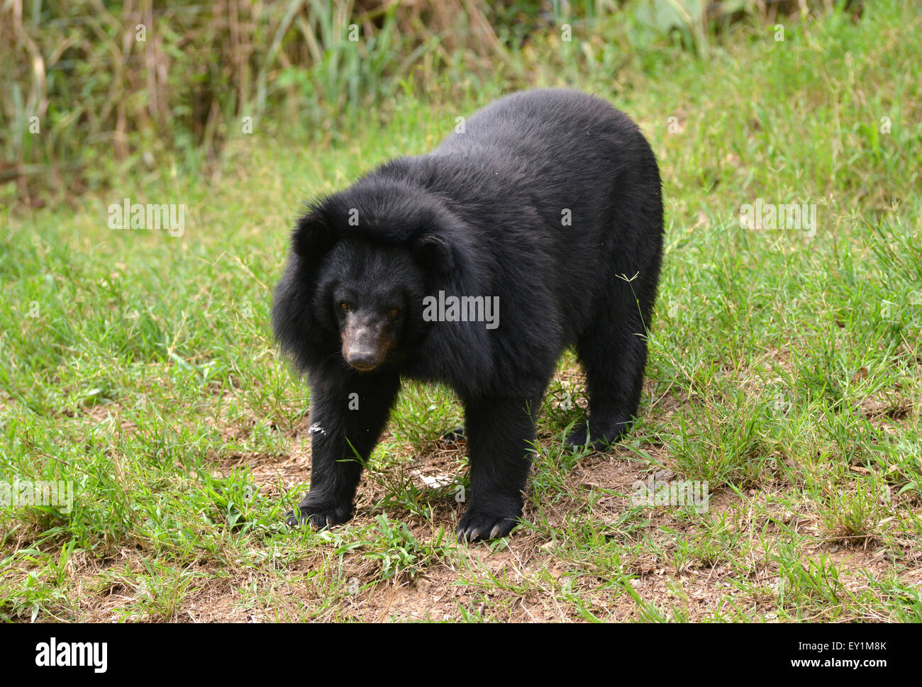 Ours Noir D Asie Ou De La Lune Ursus Thibetanus Photo Stock Alamy
