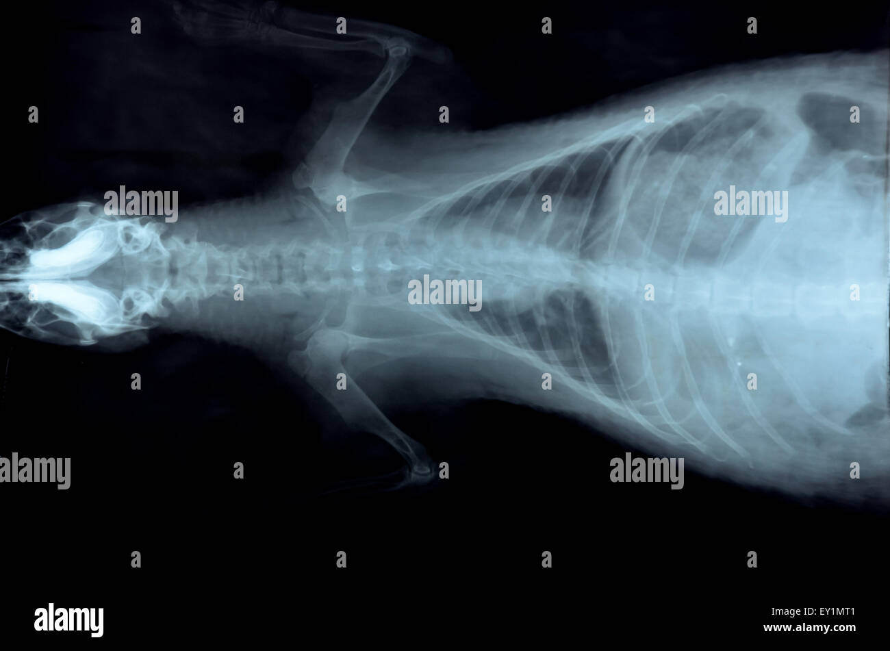 X ray photo du squelette des animaux sauvages Banque D'Images