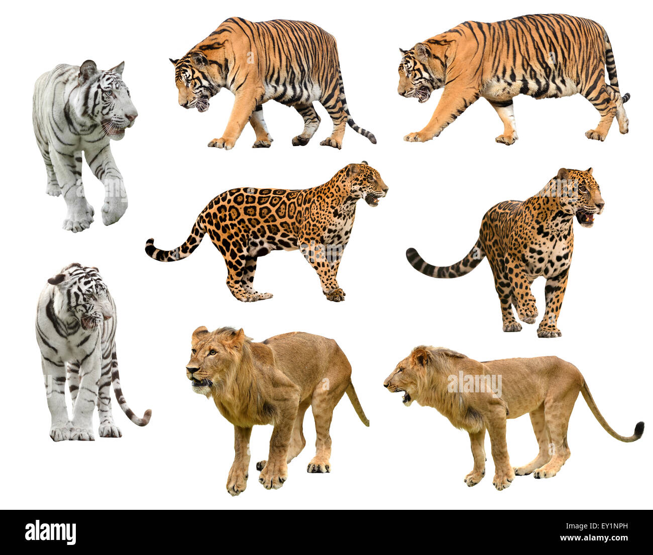Collection de big cat (Panthera) isolé sur fond blanc Banque D'Images