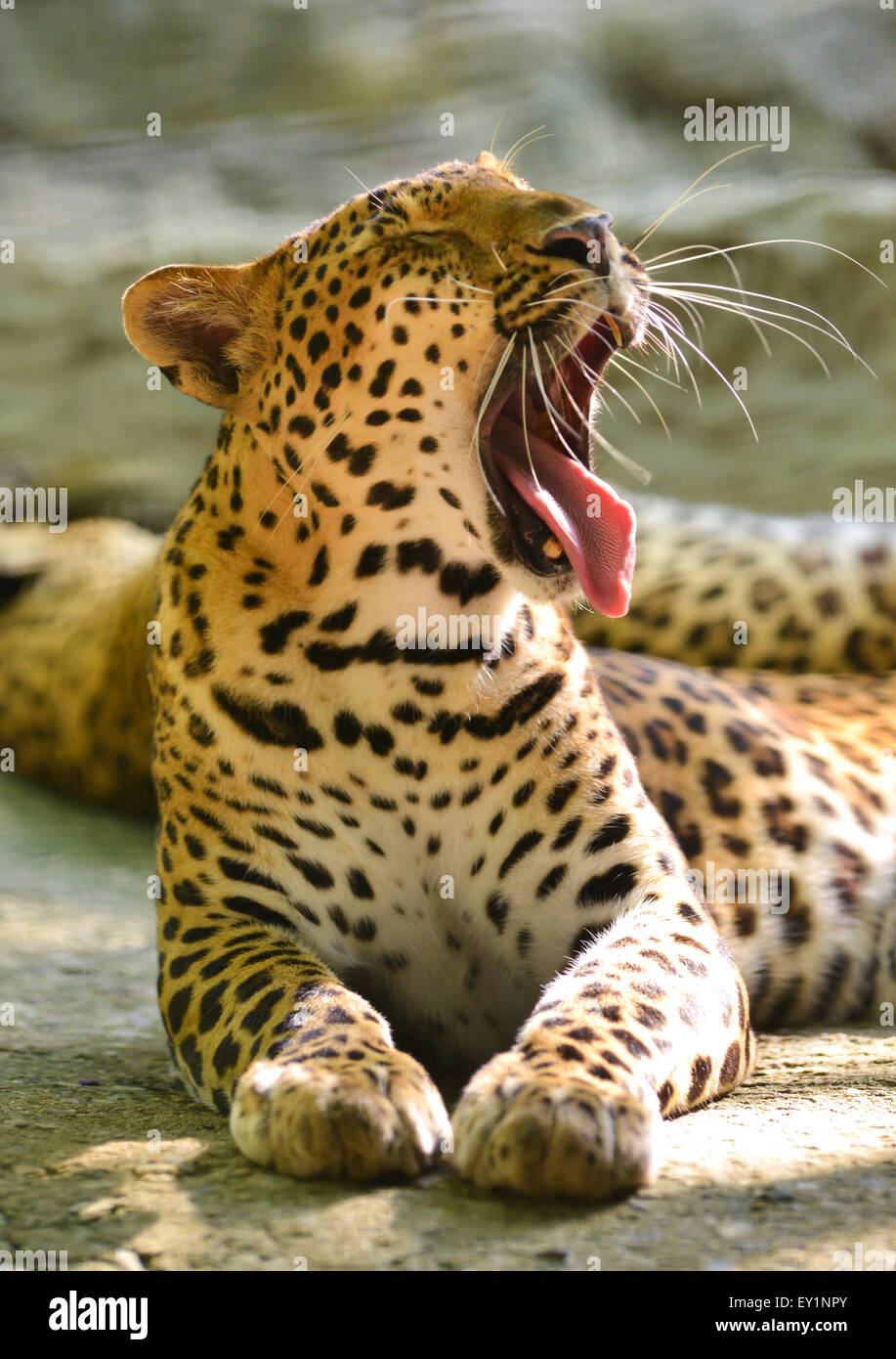 Leopard se trouvent sur le rocher Banque D'Images