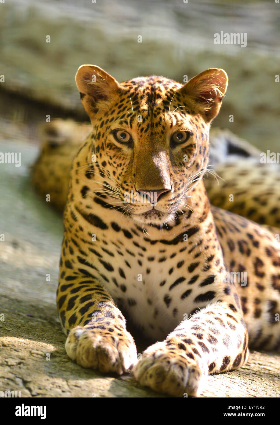 Leopard se trouvent sur le rocher Banque D'Images