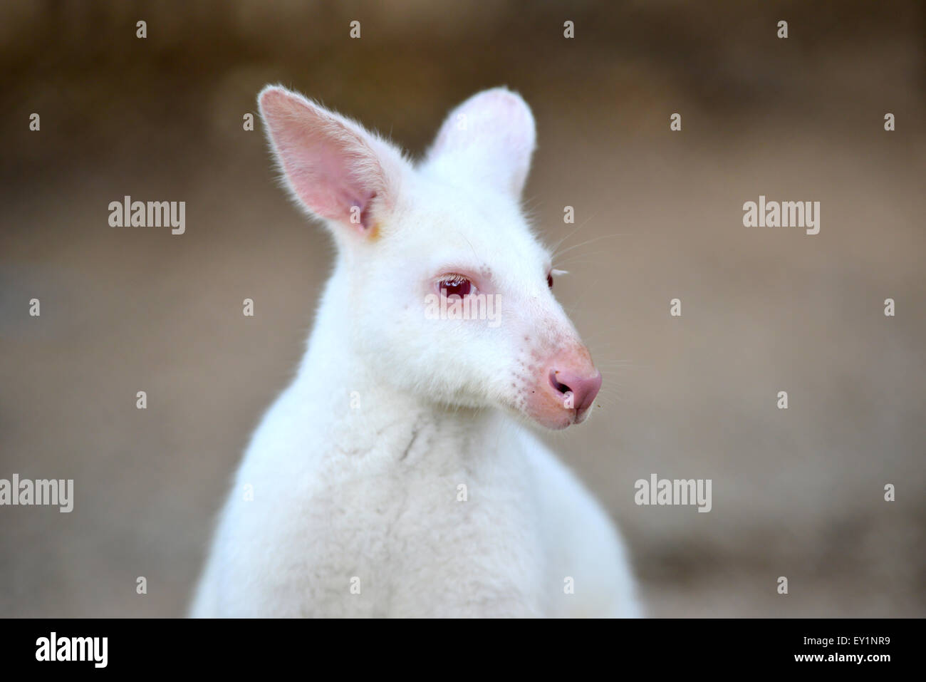 Macropus rufogriseus wallaby albinos ( rufogriseus ) Banque D'Images