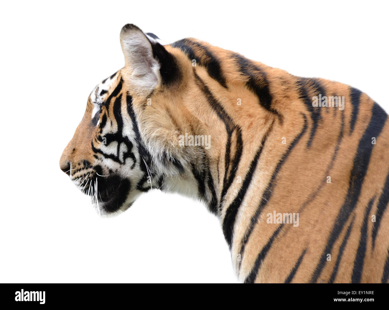 Tête de tigre isolé sur fond blanc Banque D'Images