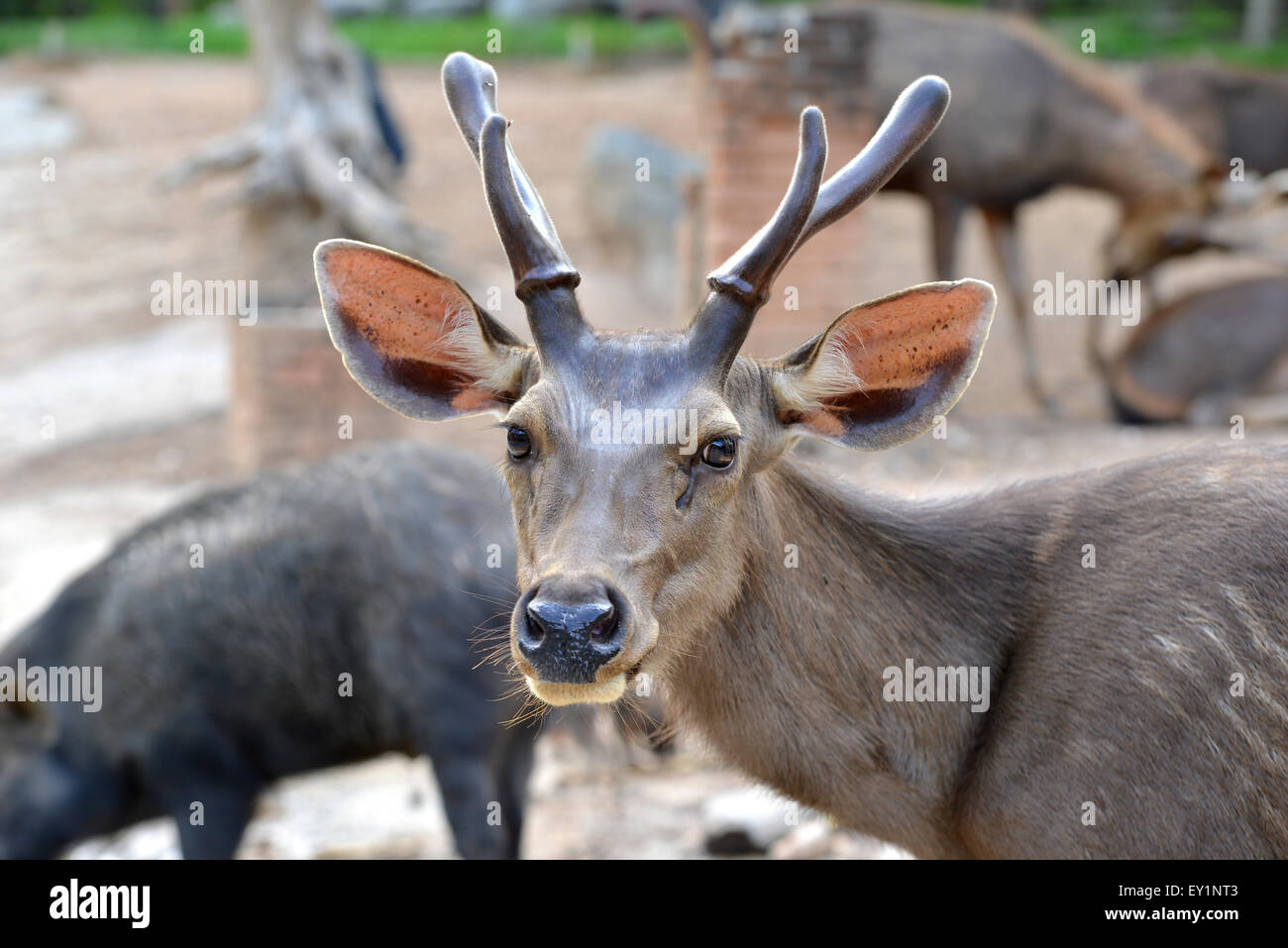 Avec le bois de velours de cerf sambar Banque D'Images