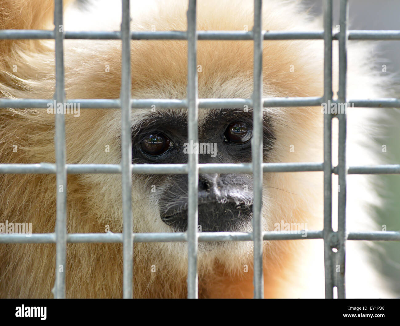 Expression malheureuse gibbon en cage Banque D'Images