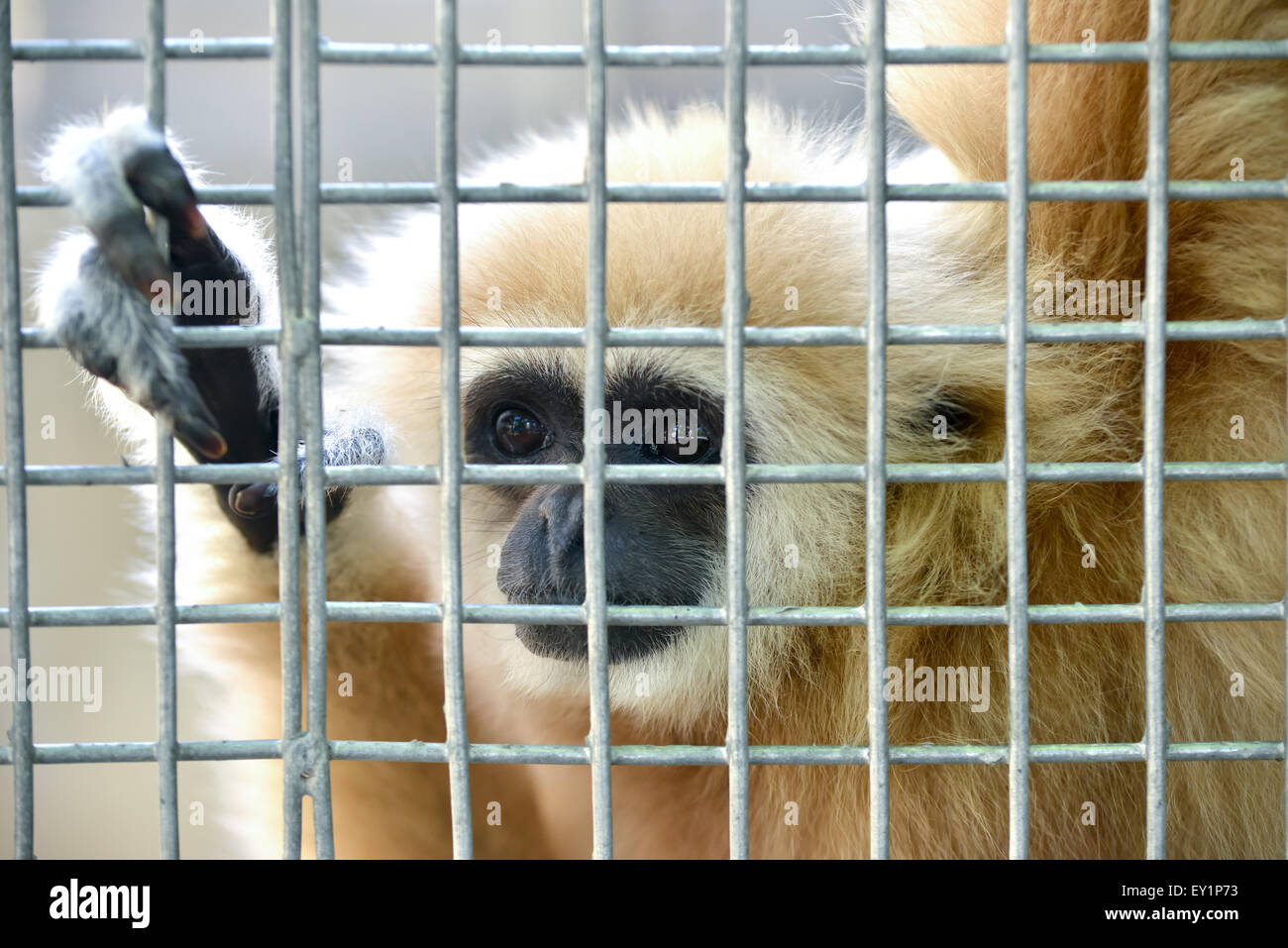 Expression malheureuse gibbon en cage Banque D'Images