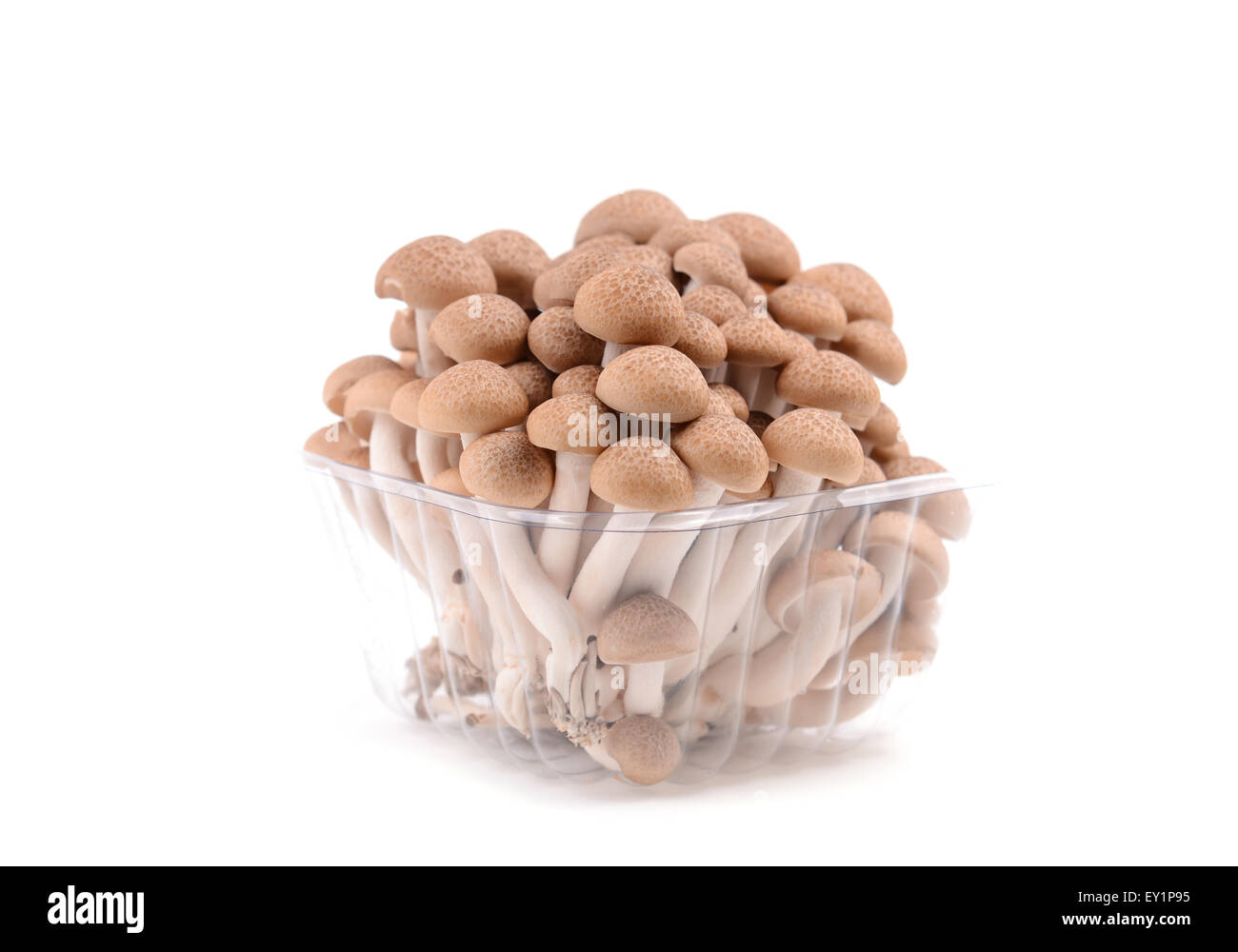 Champignons shimeji isolé sur fond blanc Banque D'Images