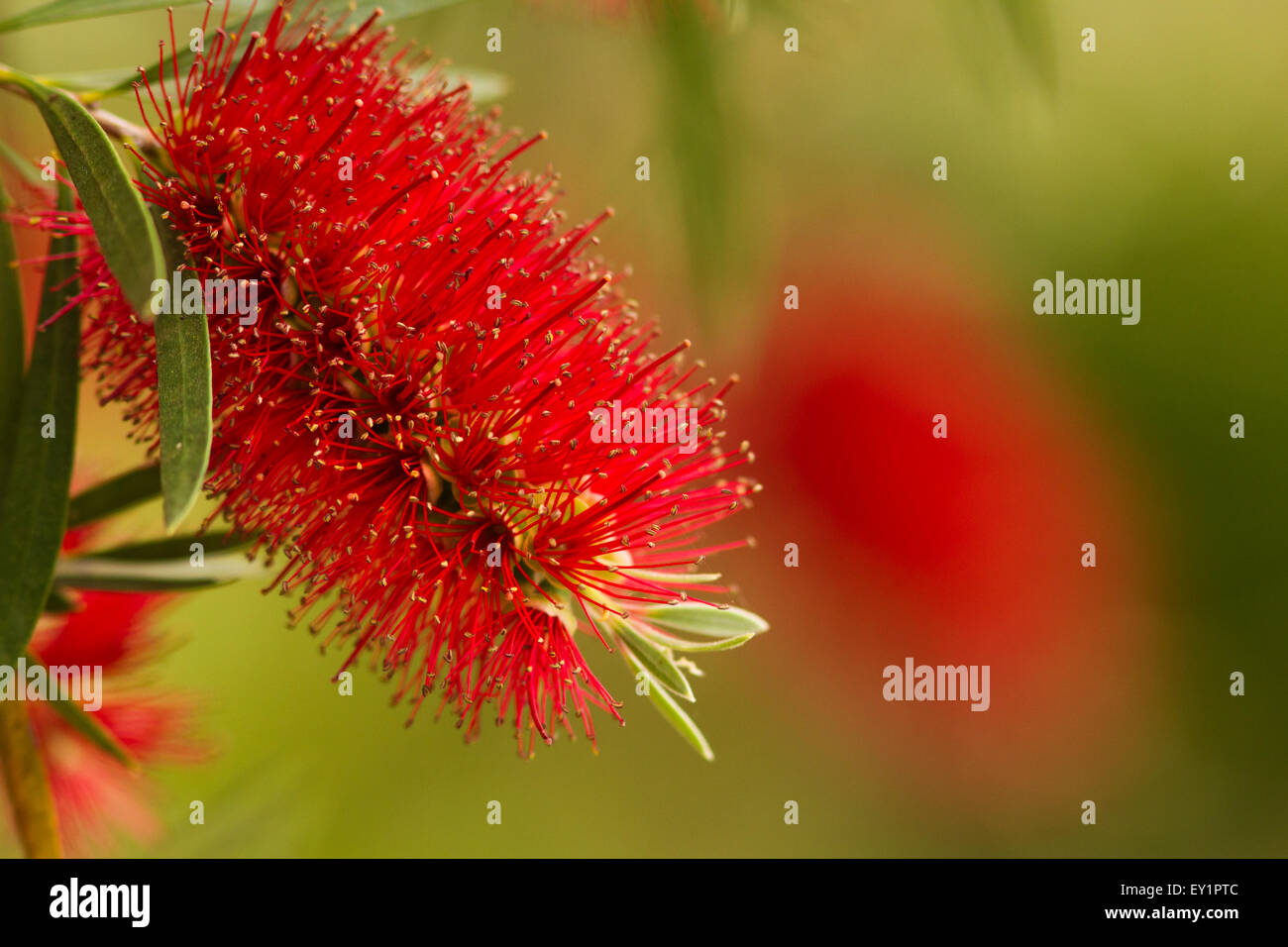 Belle australienne Callistemon rouge vif, crémeux et arrière-plan. Banque D'Images