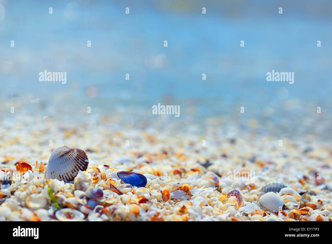 Coquillages et sable sur une plage de la Mer Noire Banque D'Images