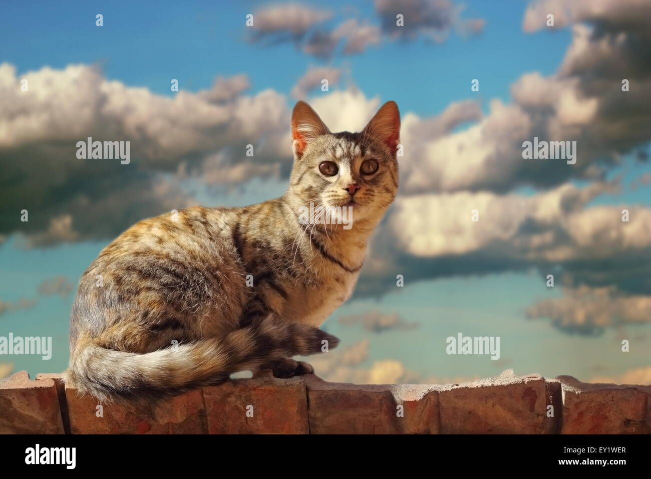 Chat debout sur le toit avant la tempête - belle éclairée par le soleil couchant Banque D'Images
