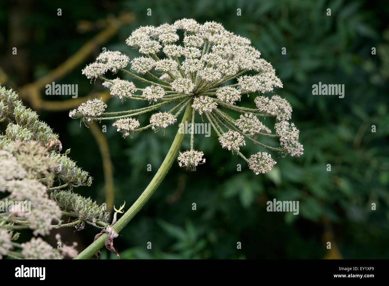 La berce du Caucase (Heracleum mantegazzanium) croissant dans le Warwickshire, Royaume-Uni Banque D'Images