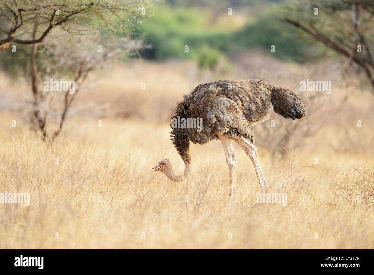 L'autruche de Somalie (Struthio molybdophanes), femme, Samburu National Reserve, Kenya Banque D'Images