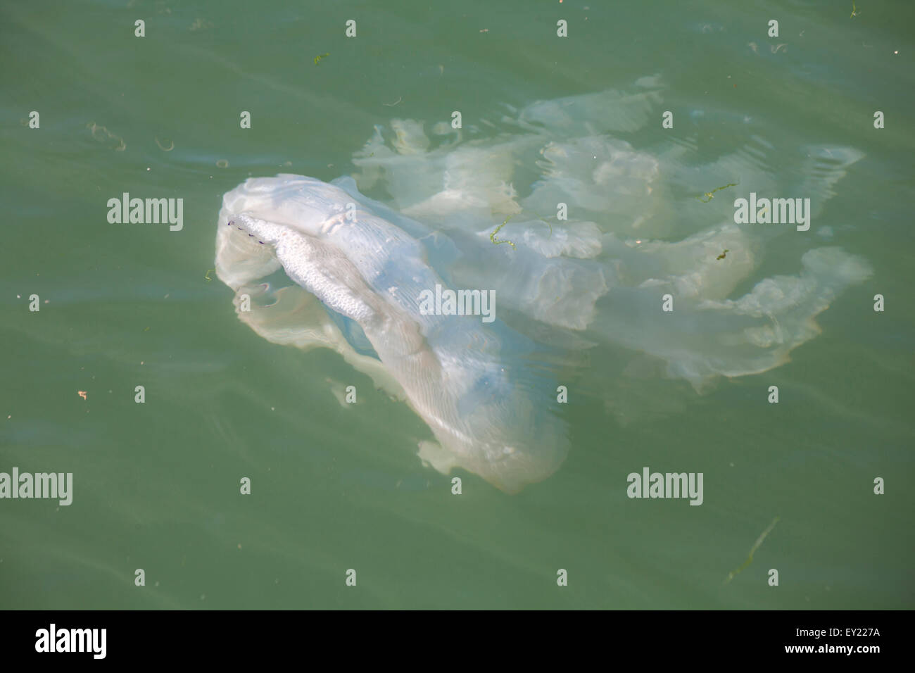 Méduses Rhizostoma pulmo, baril, la natation dans le port de Poole, Dorset, UK en juillet. Baril jelly fish. Banque D'Images