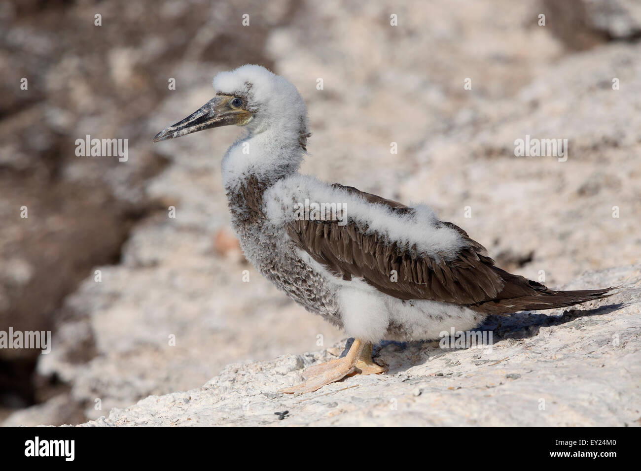 Fou brun, pullus, Raso, Cap-Vert (Sula leucogaster) Banque D'Images