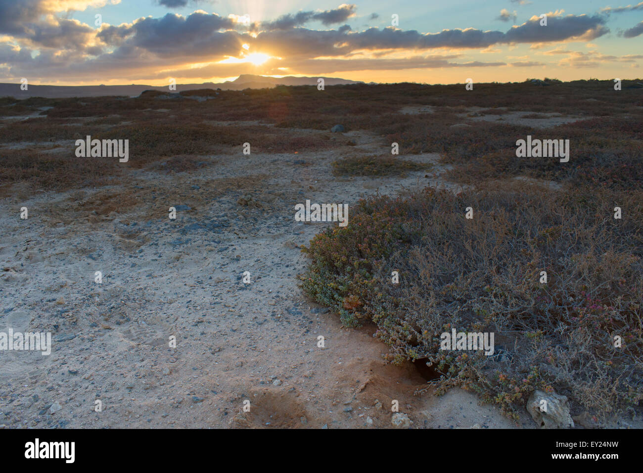 Pétrel à face blanche de pie, crépuscule, Ilhéu dos Pássaros, Boavista, Cap-Vert Banque D'Images