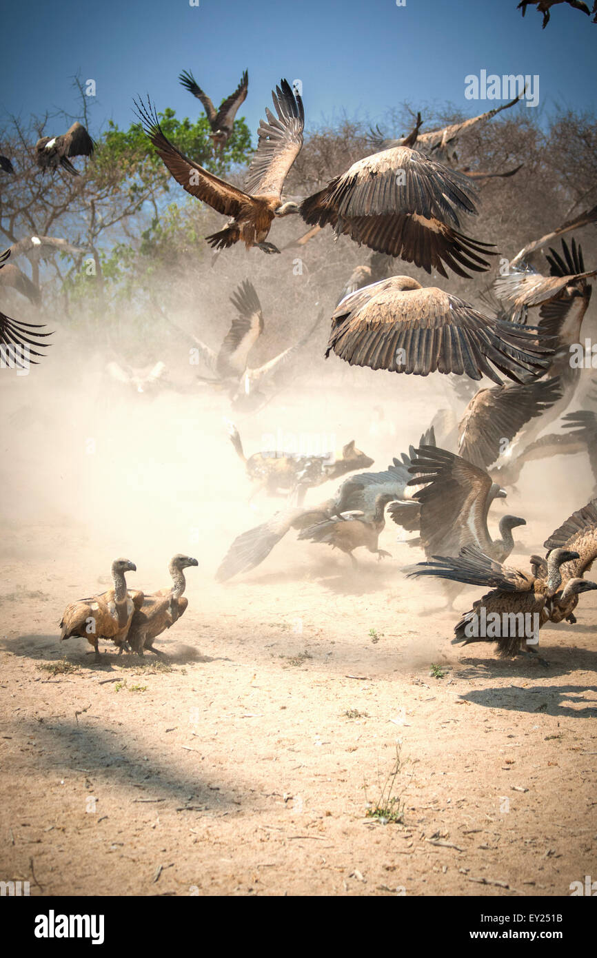 Chien sauvage et les vautours en compétition pour la nourriture près de Kruger National Park, Afrique du Sud Banque D'Images