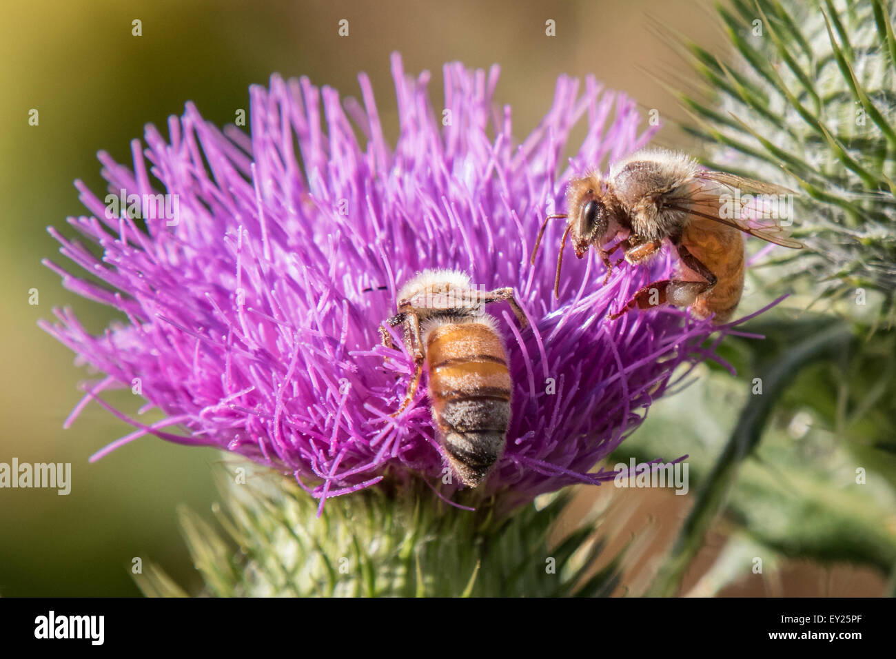 Les abeilles pollinisent un chardon commun sur un milieu de l'été d'après-midi. Banque D'Images