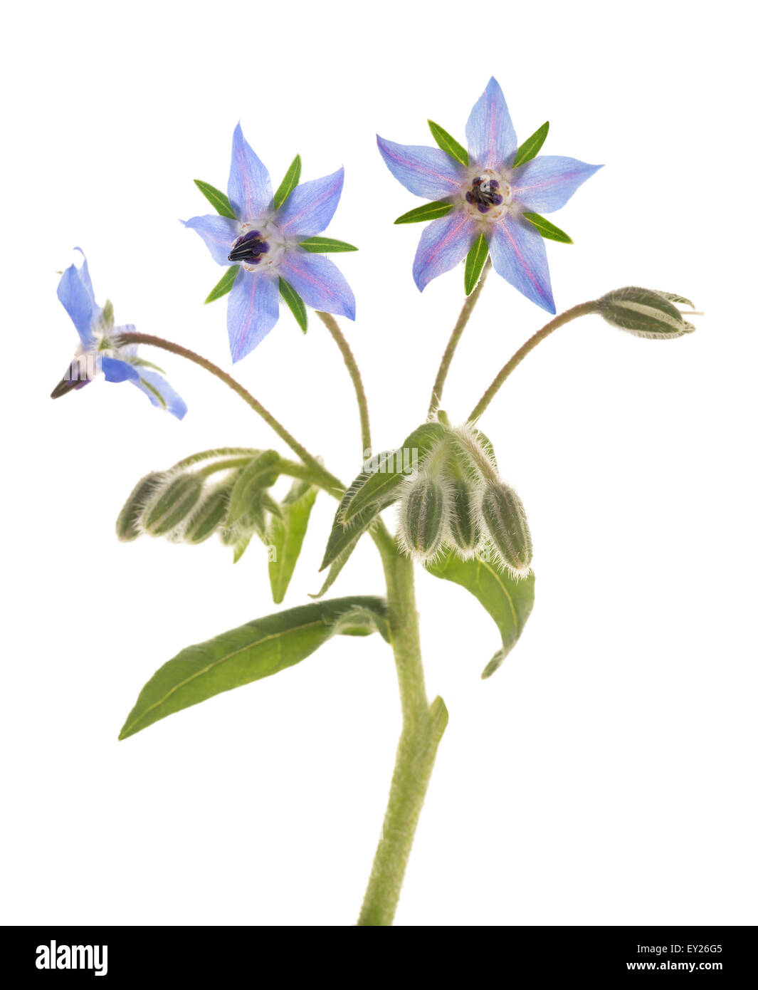 Fleurs de bourrache (la trientale boréale) isolé sur fond blanc Banque D'Images