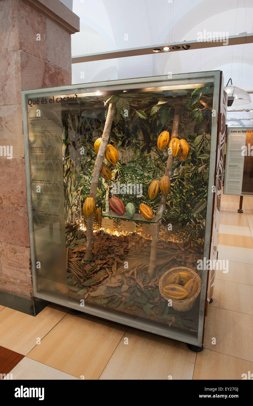 Cacaoyer de fruits dans le Musée du Chocolat Museu de la Xocolata à Barcelone, Catalogne, Espagne Banque D'Images