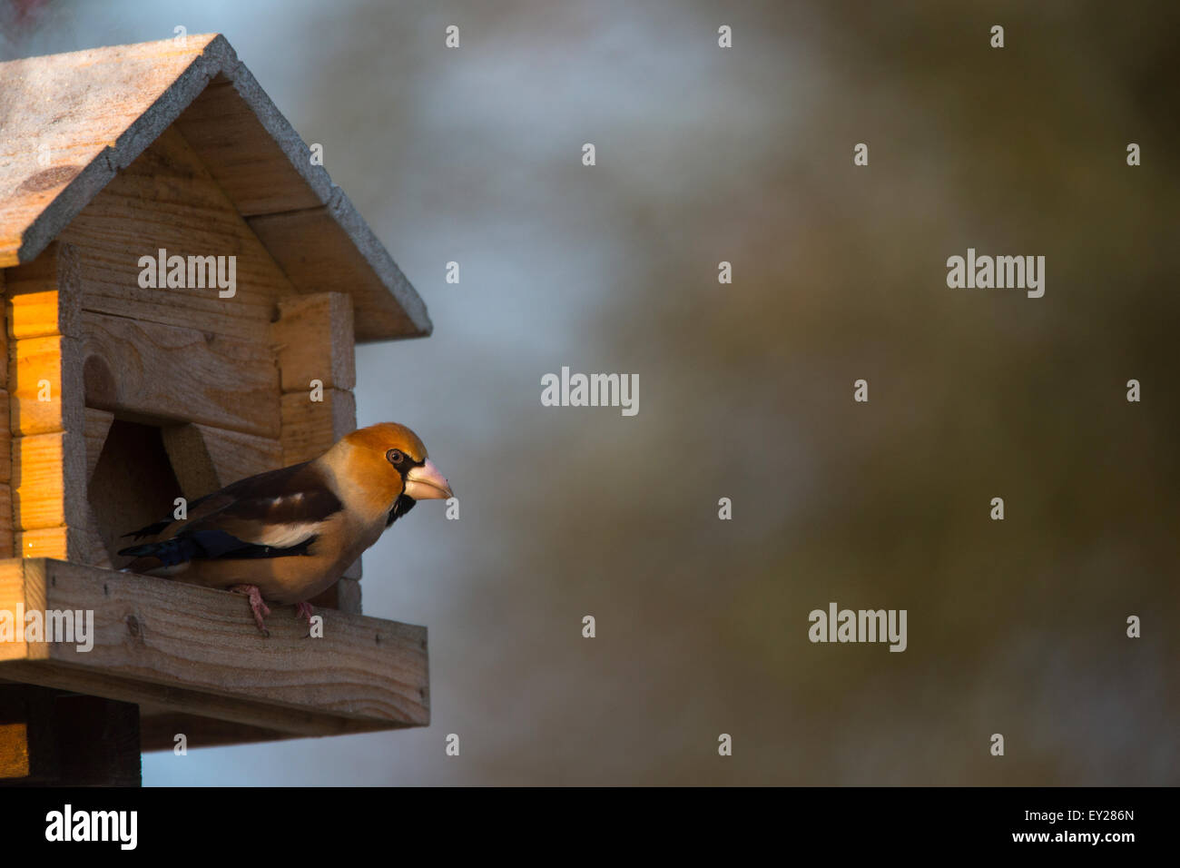 Un homme sur une table d'oiseaux Hawfinch Banque D'Images