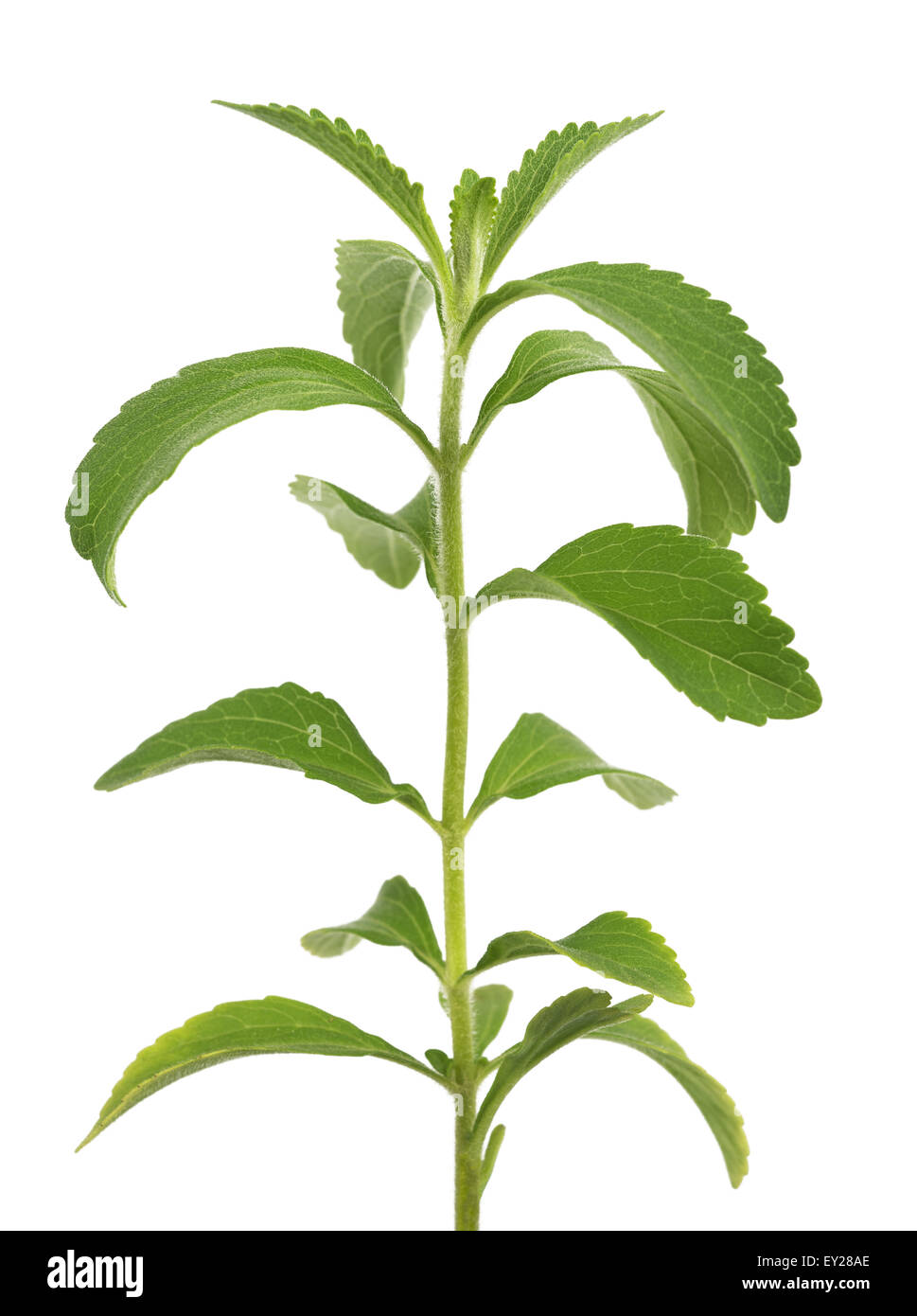 Le Stevia rebaudiana plant isolé sur fond blanc Banque D'Images